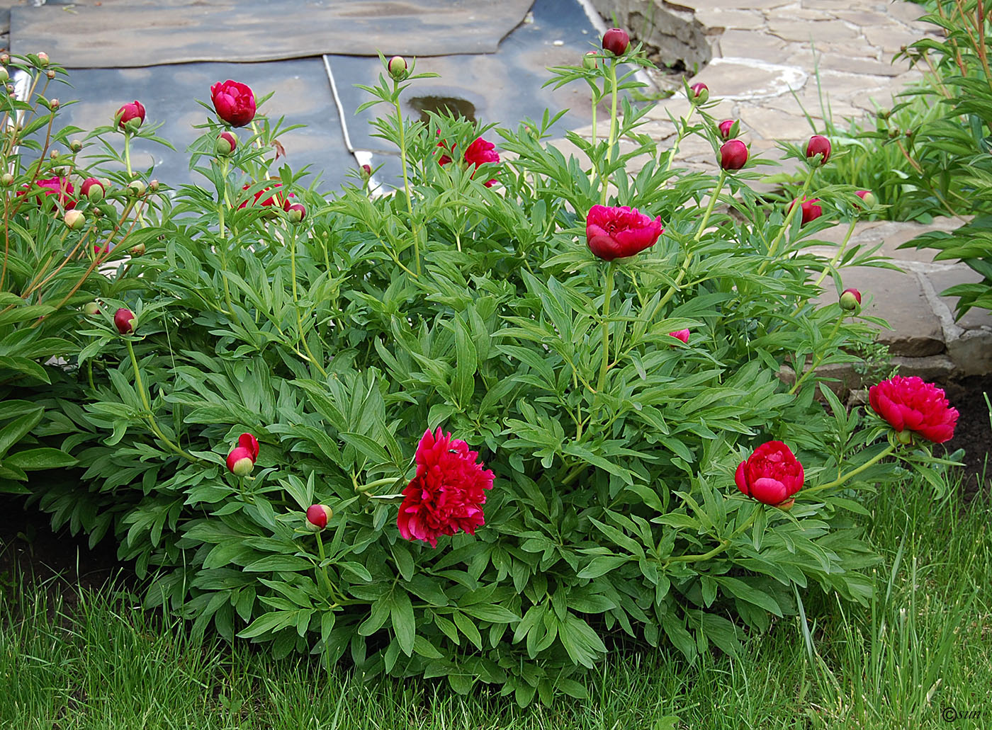 Image of Paeonia officinalis specimen.