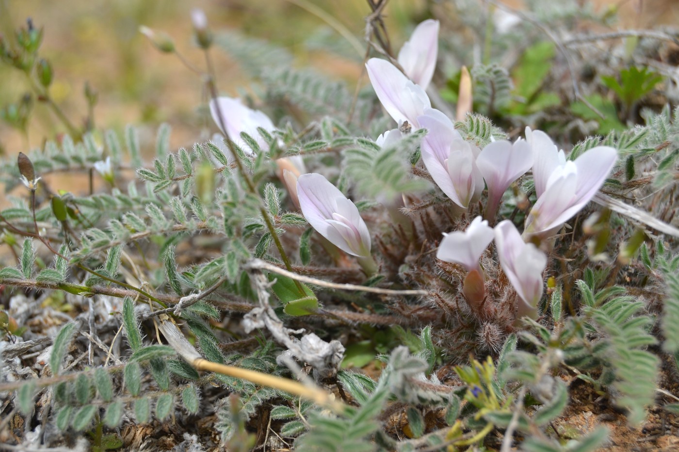 Image of Astragalus dolichophyllus specimen.