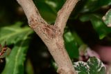 Breynia disticha