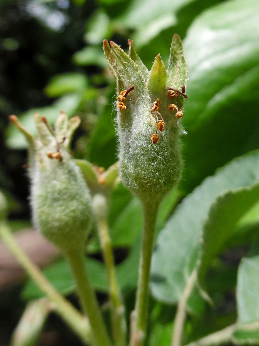 Изображение особи Malus domestica.