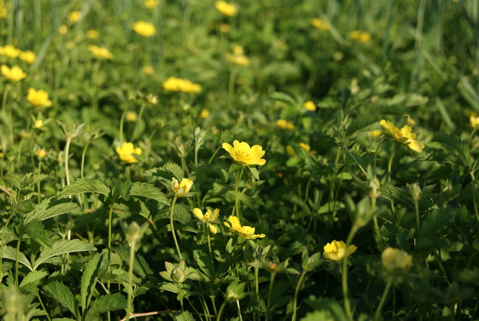 Изображение особи Potentilla reptans.