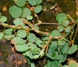 Desmodium triflorum