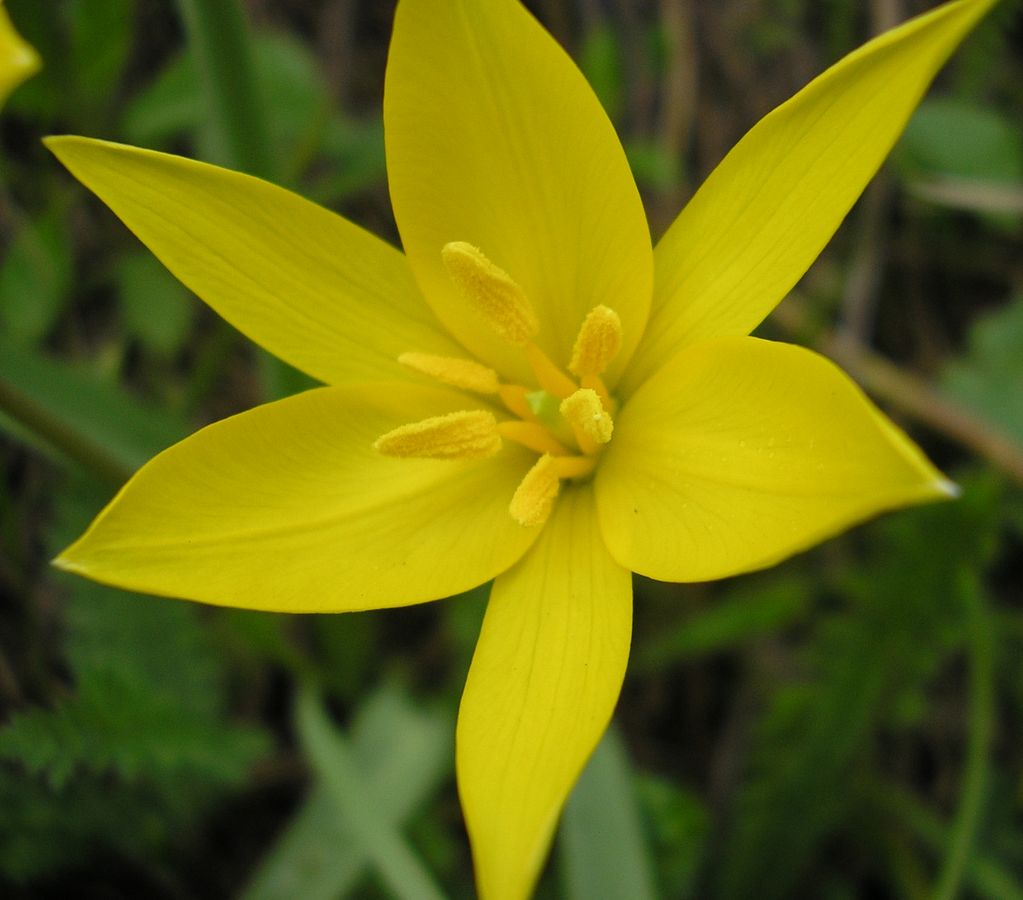 Image of Tulipa biebersteiniana specimen.