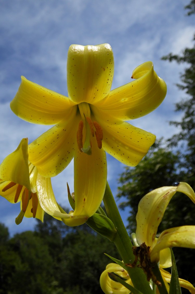 Изображение особи Lilium monadelphum.