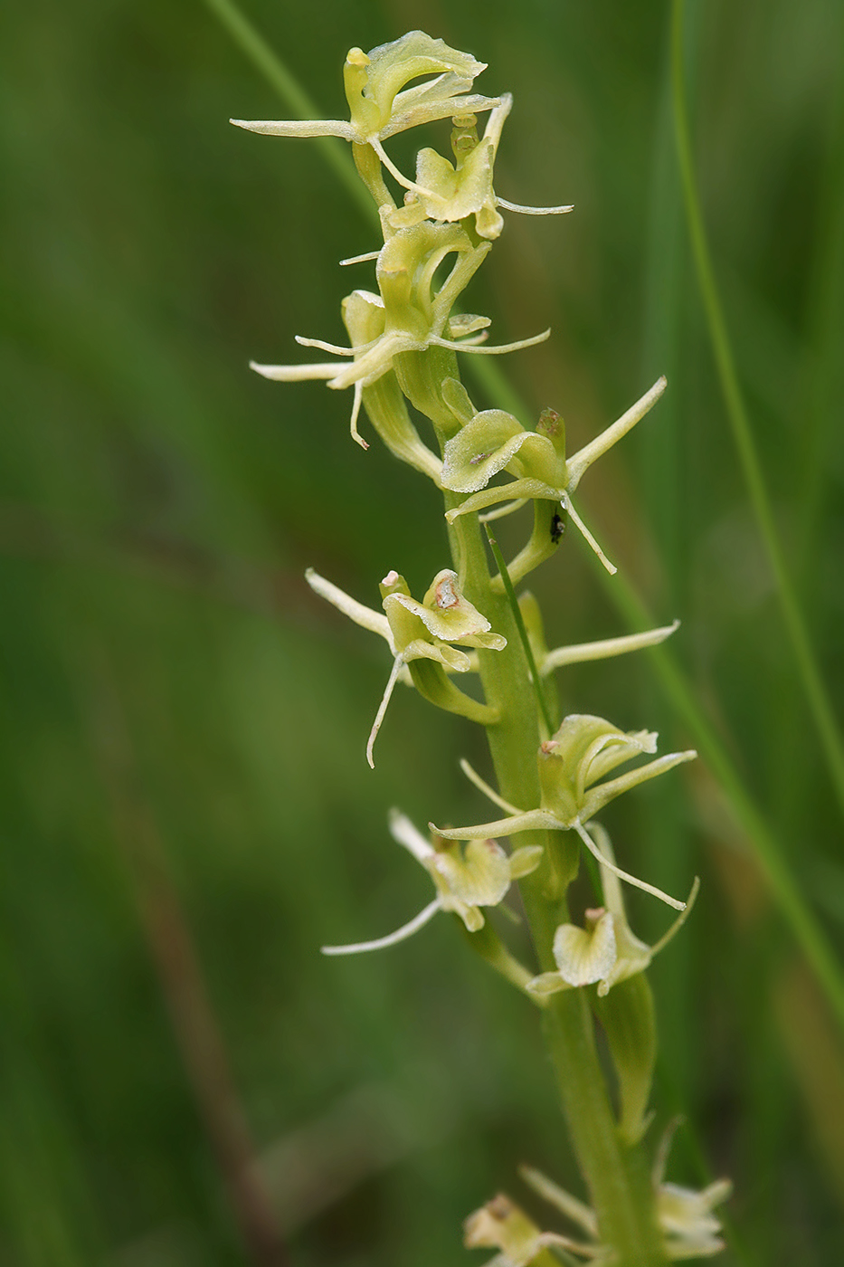 Image of Liparis loeselii specimen.