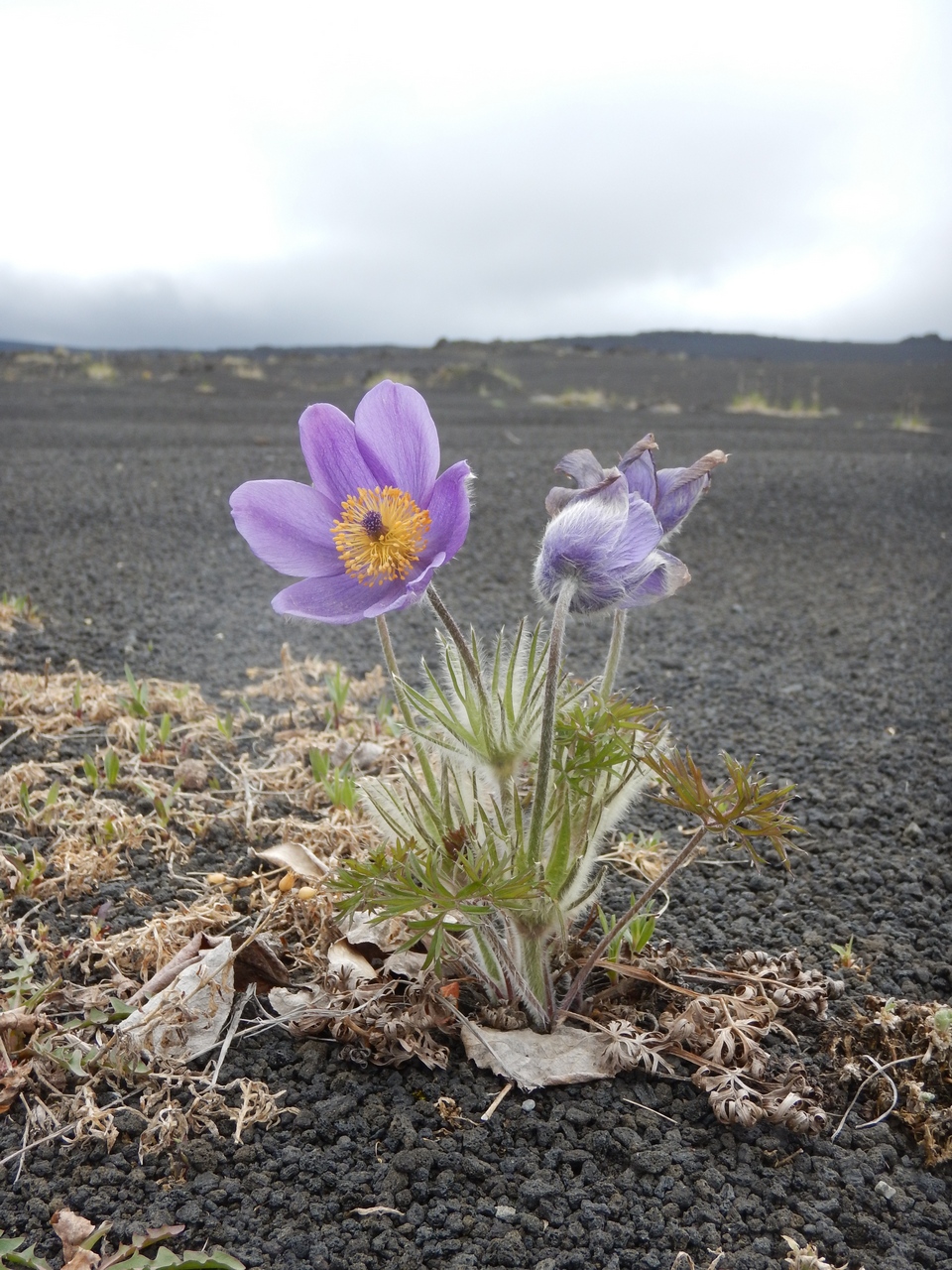 Image of Pulsatilla multifida specimen.