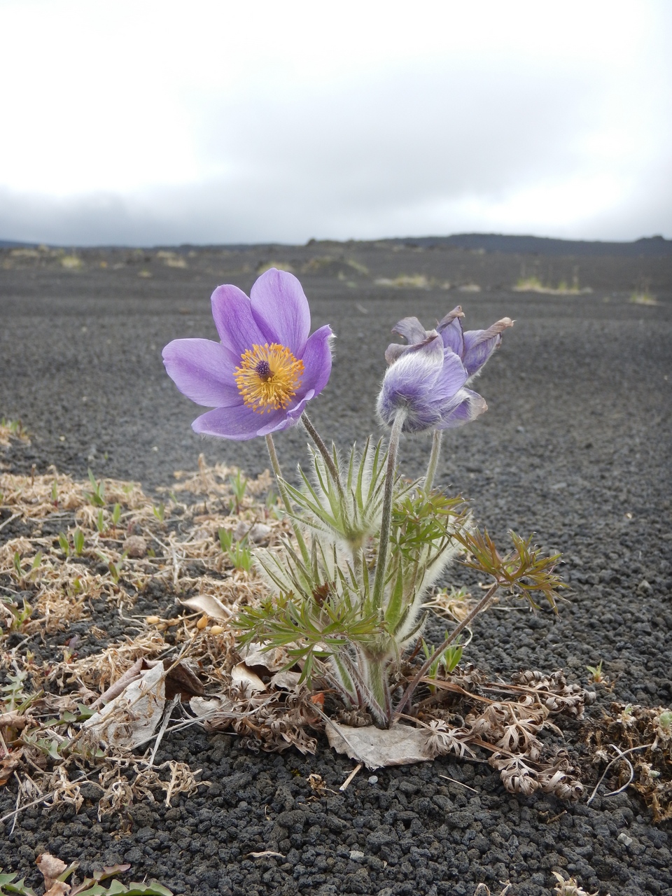 Изображение особи Pulsatilla multifida.