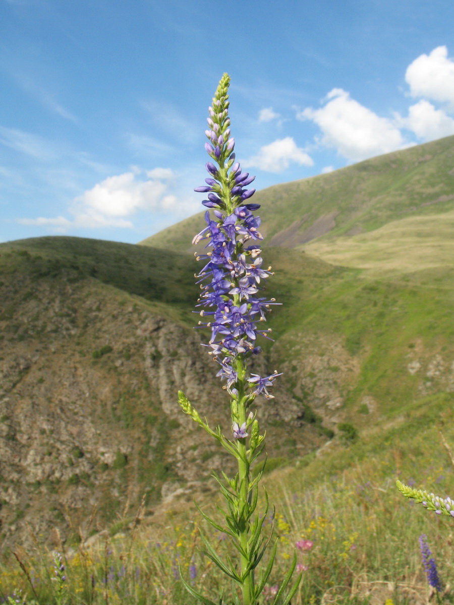 Image of Veronica laeta specimen.