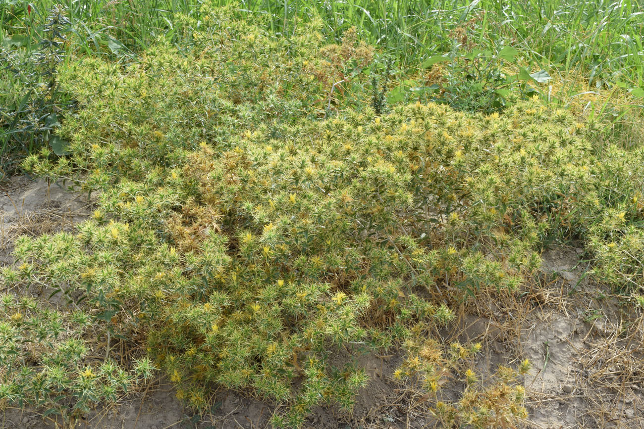 Изображение особи Carthamus oxyacanthus.
