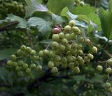 Viburnum opulus. Соплодия с созревающими плодами. Московская обл., Раменский р-н, окр. дер. Хрипань, садовый участок. 07.08.2017.