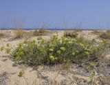 Crithmum maritimum. Цветущее растение. Греция, Халкидики, окр. с. Неа Потидеа (Νέα Ποτίδαια), пляж. 10.08.2017.