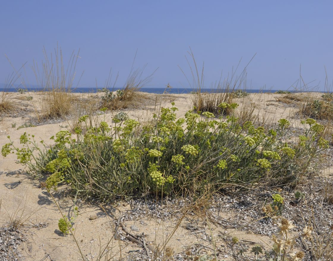 Image of Crithmum maritimum specimen.