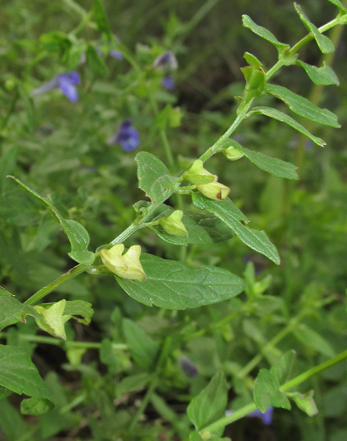 Image of Scutellaria galericulata specimen.