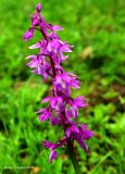 Orchis mascula. Соцветие. Азербайджан, Талышские горы, Гирканский национальный парк. 11.04.2010.