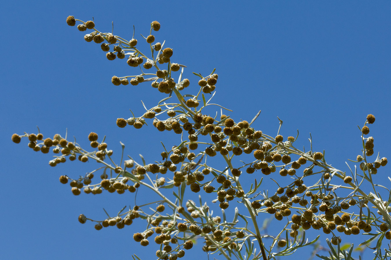 Image of Artemisia arborescens specimen.
