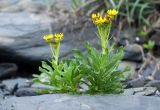 Senecio pseudoarnica