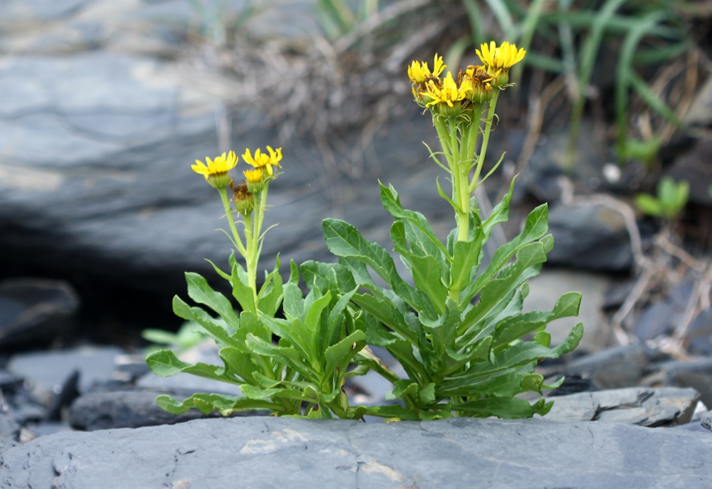 Изображение особи Senecio pseudoarnica.