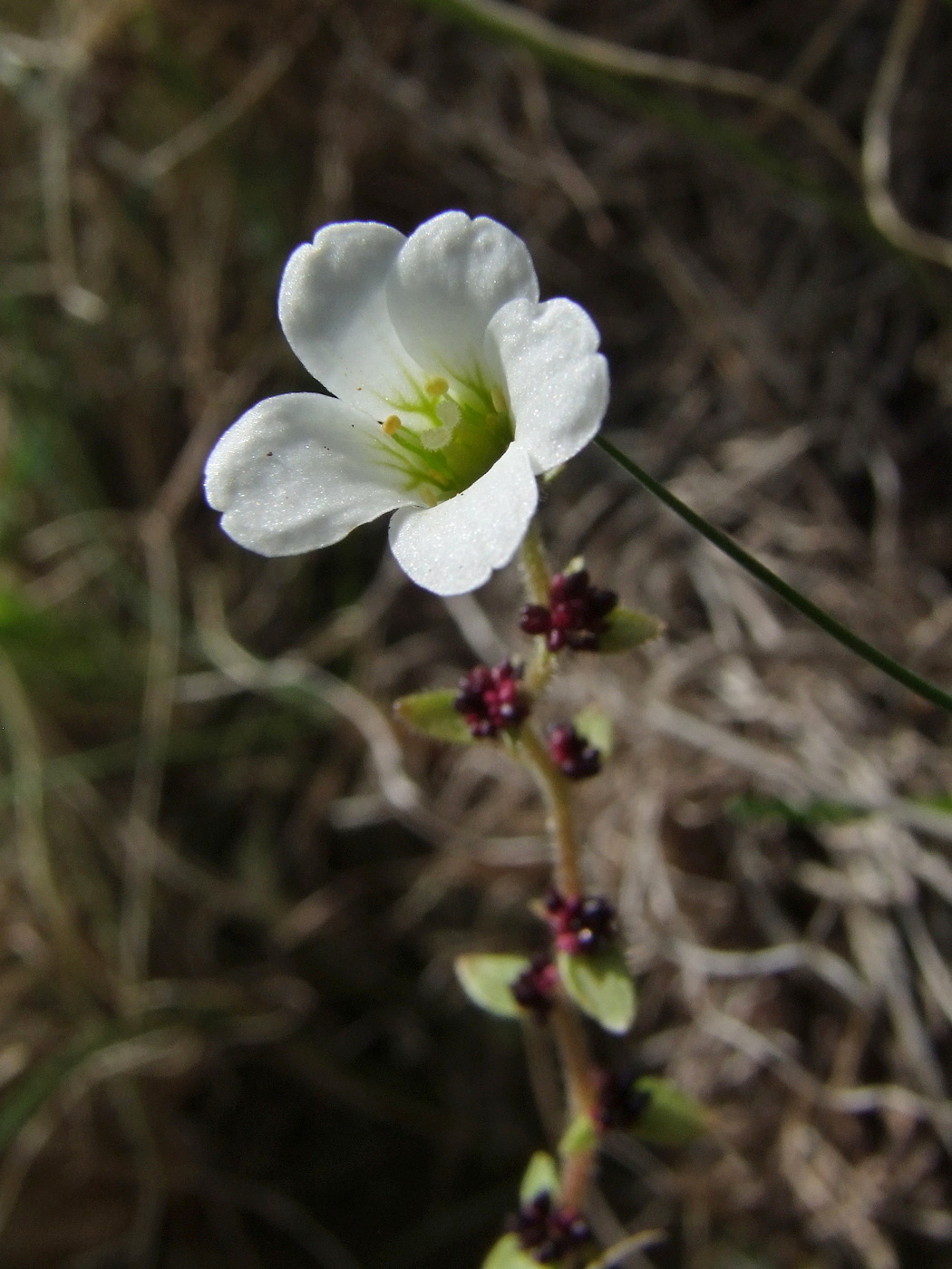 Изображение особи Saxifraga cernua.