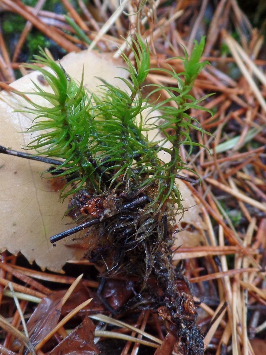 Image of Dicranum scoparium specimen.