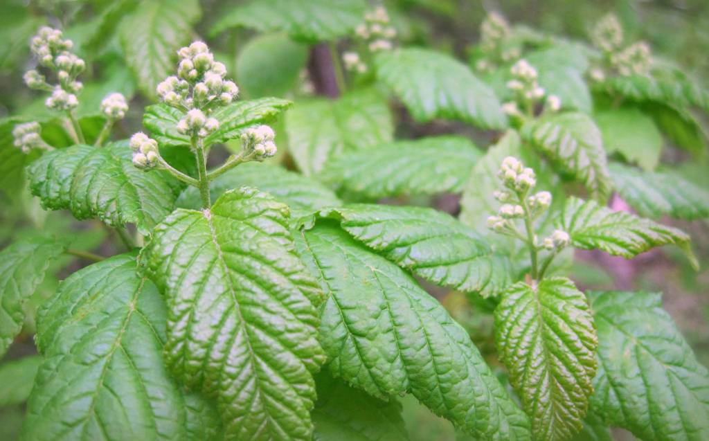 Image of Acer tataricum specimen.