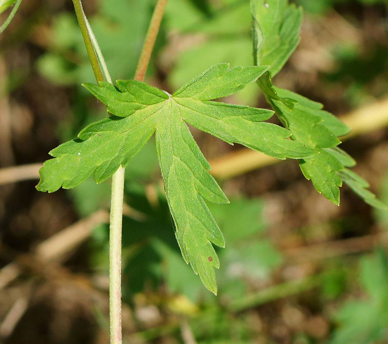 Image of Geranium sibiricum specimen.