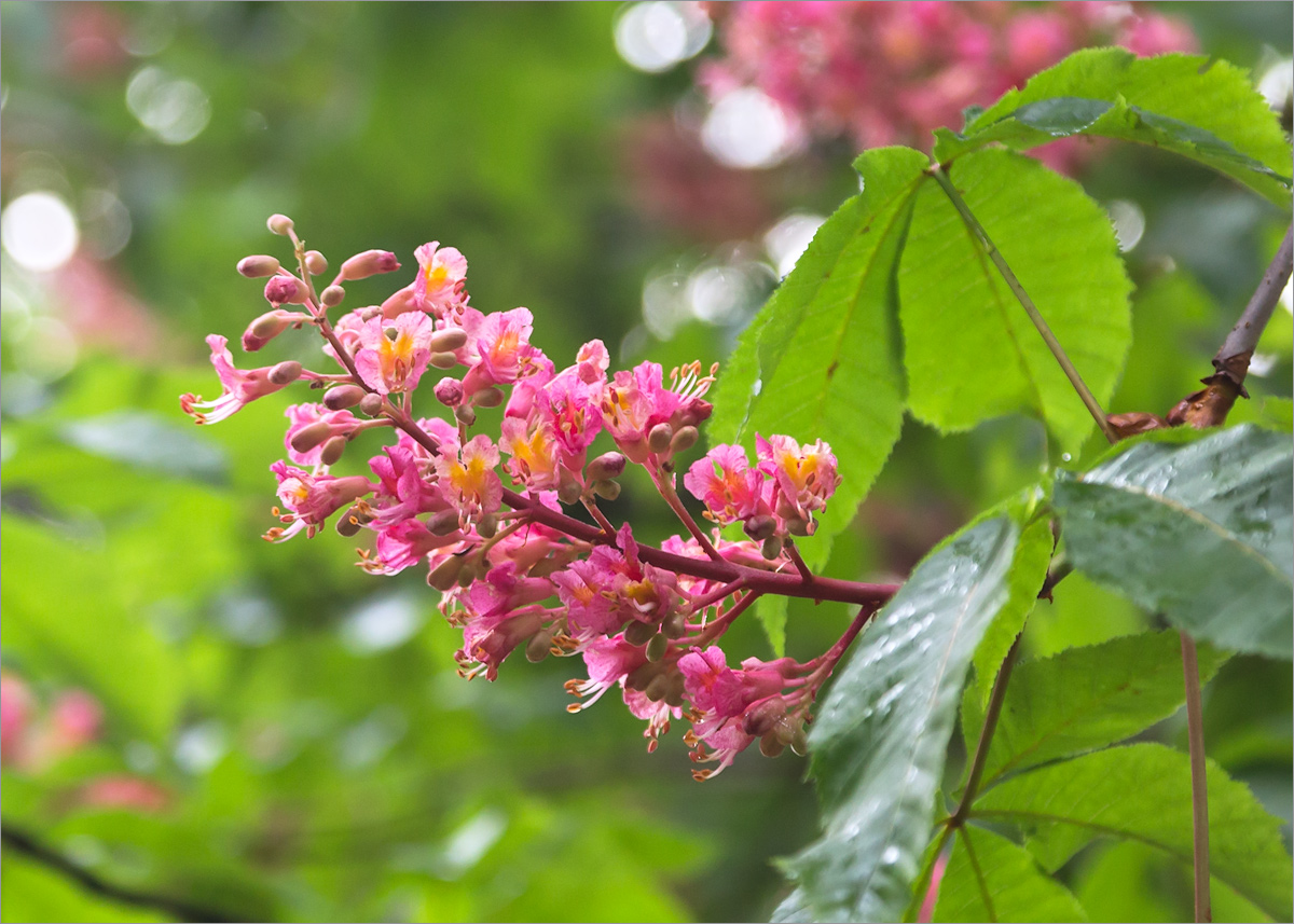 Image of Aesculus &times; carnea specimen.