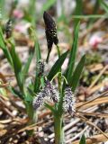 Carex riishirensis