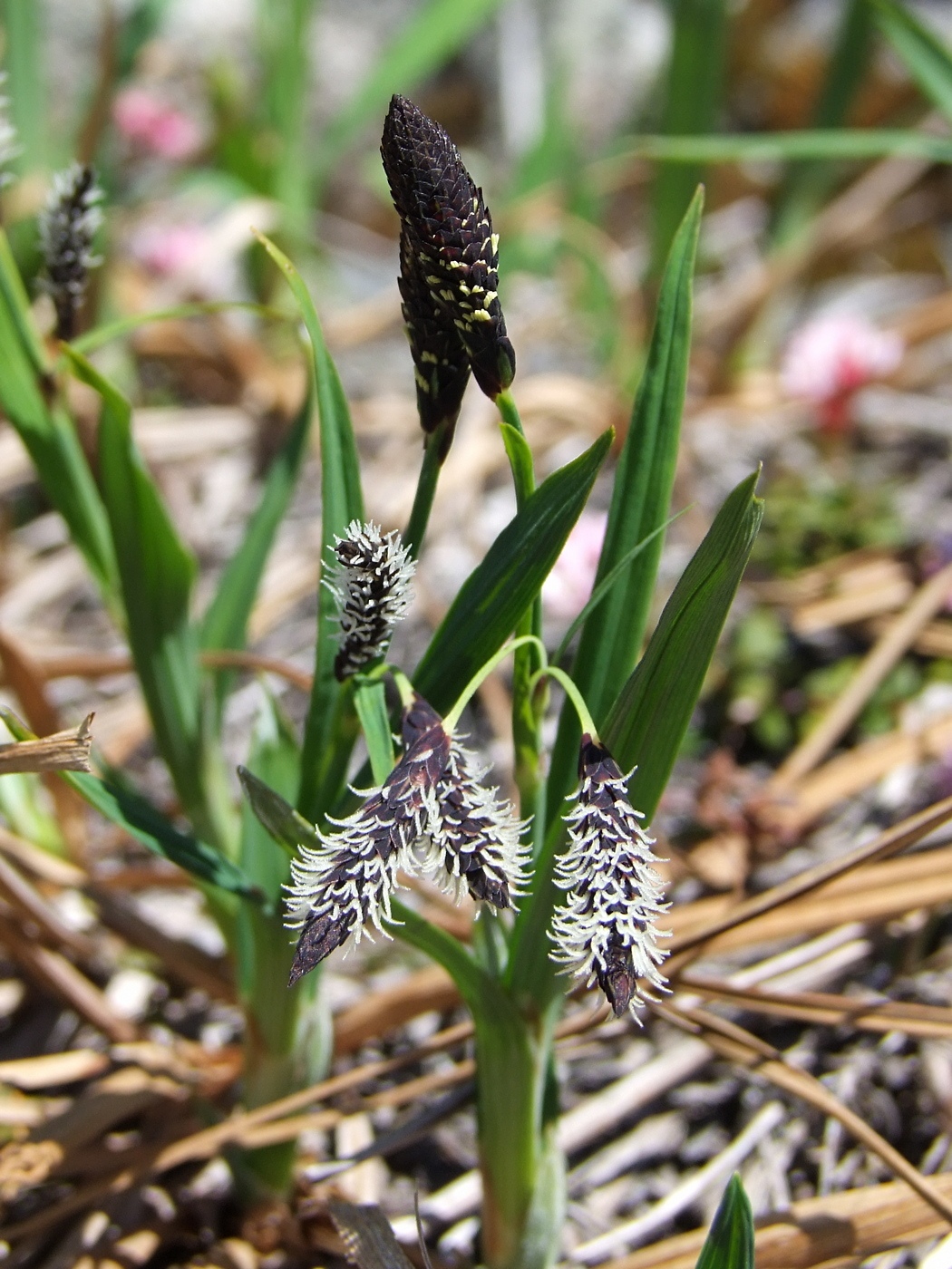 Изображение особи Carex riishirensis.