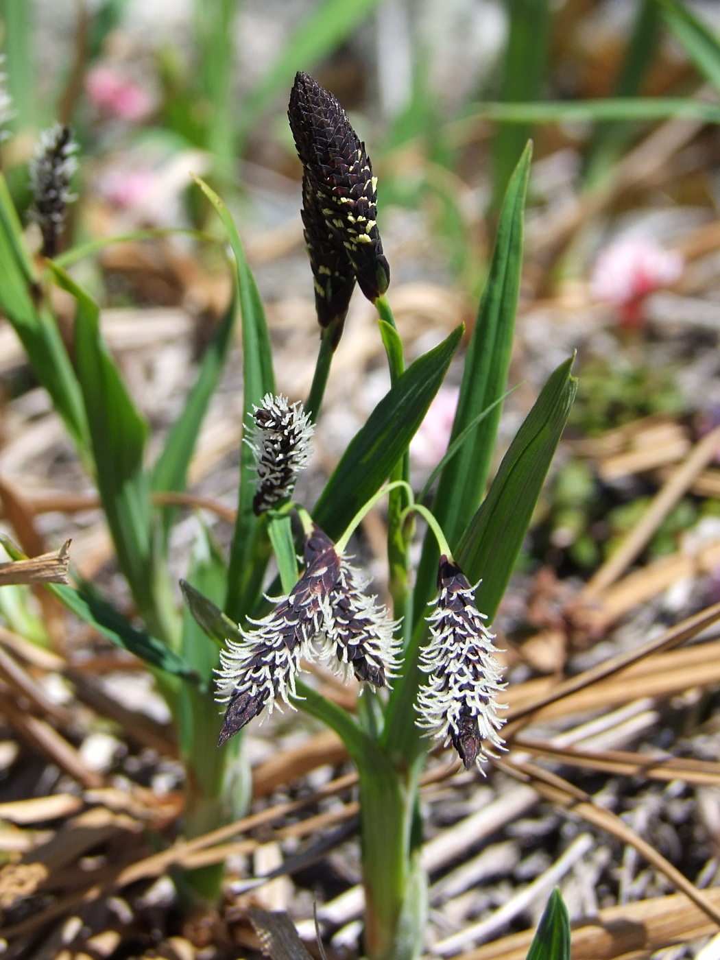 Image of Carex riishirensis specimen.