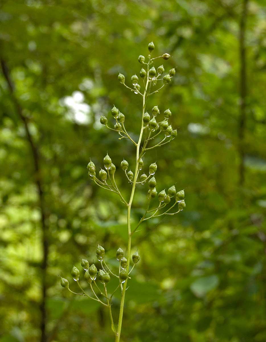 Изображение особи Scrophularia nodosa.