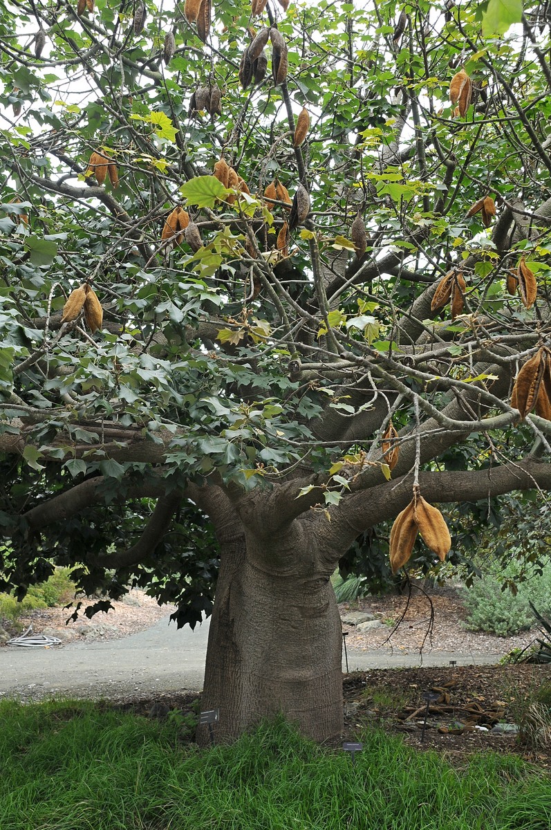 Изображение особи Brachychiton discolor.