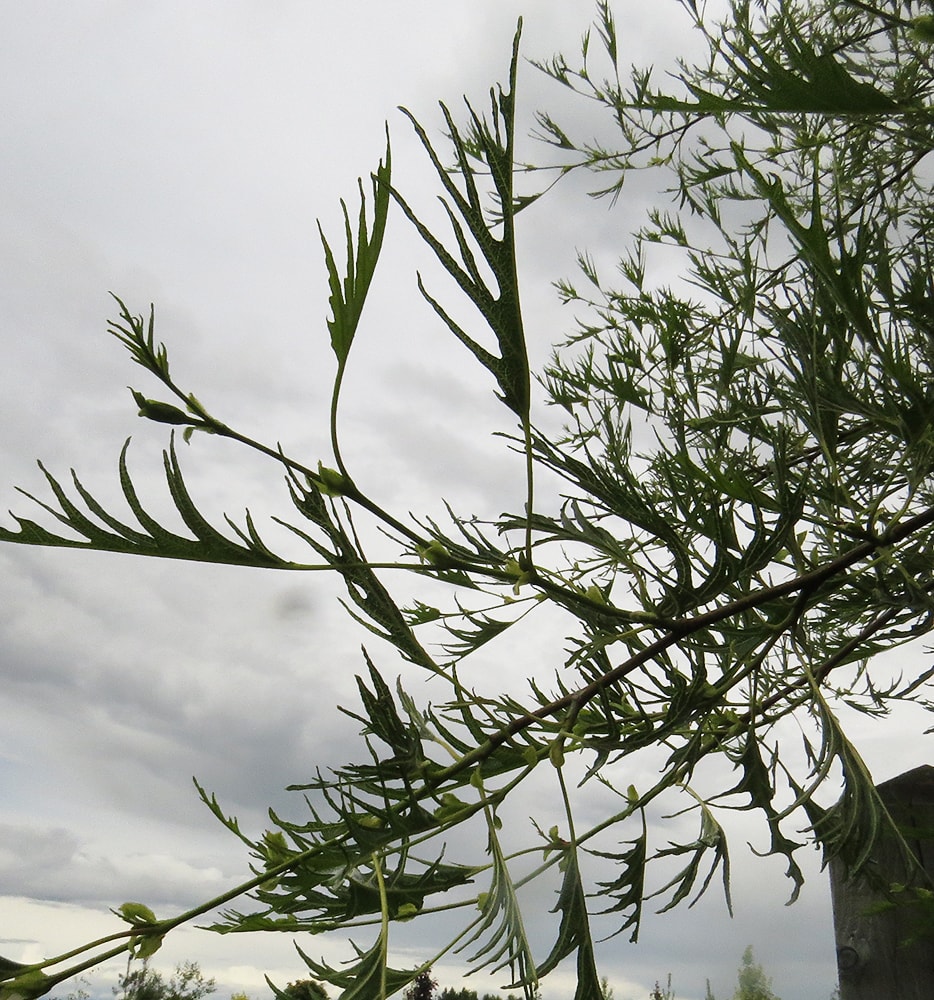 Image of Alnus glutinosa specimen.