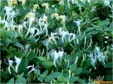 Lonicera japonica