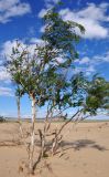 Betula microphylla. Взрослое дерево. Монголия, аймак Булган, дюны Элсэн Тасархай, ≈ 1400 м н.у.м. 01.06.2017.