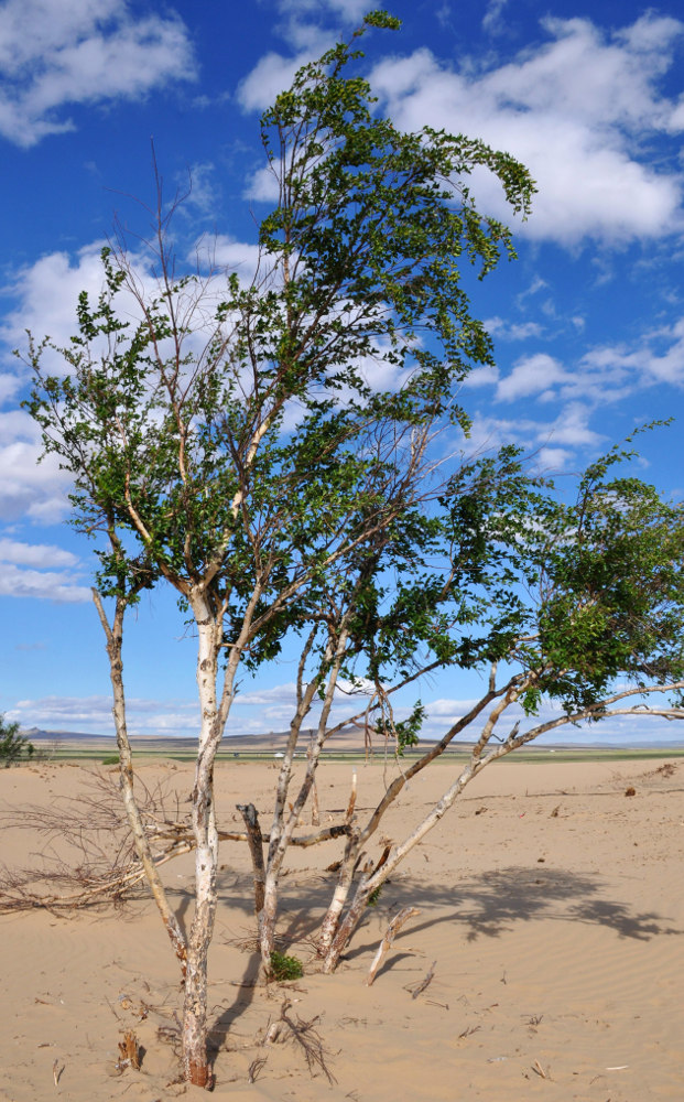 Изображение особи Betula microphylla.