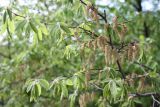 Carpinus orientalis