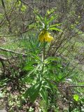 Fritillaria eduardii