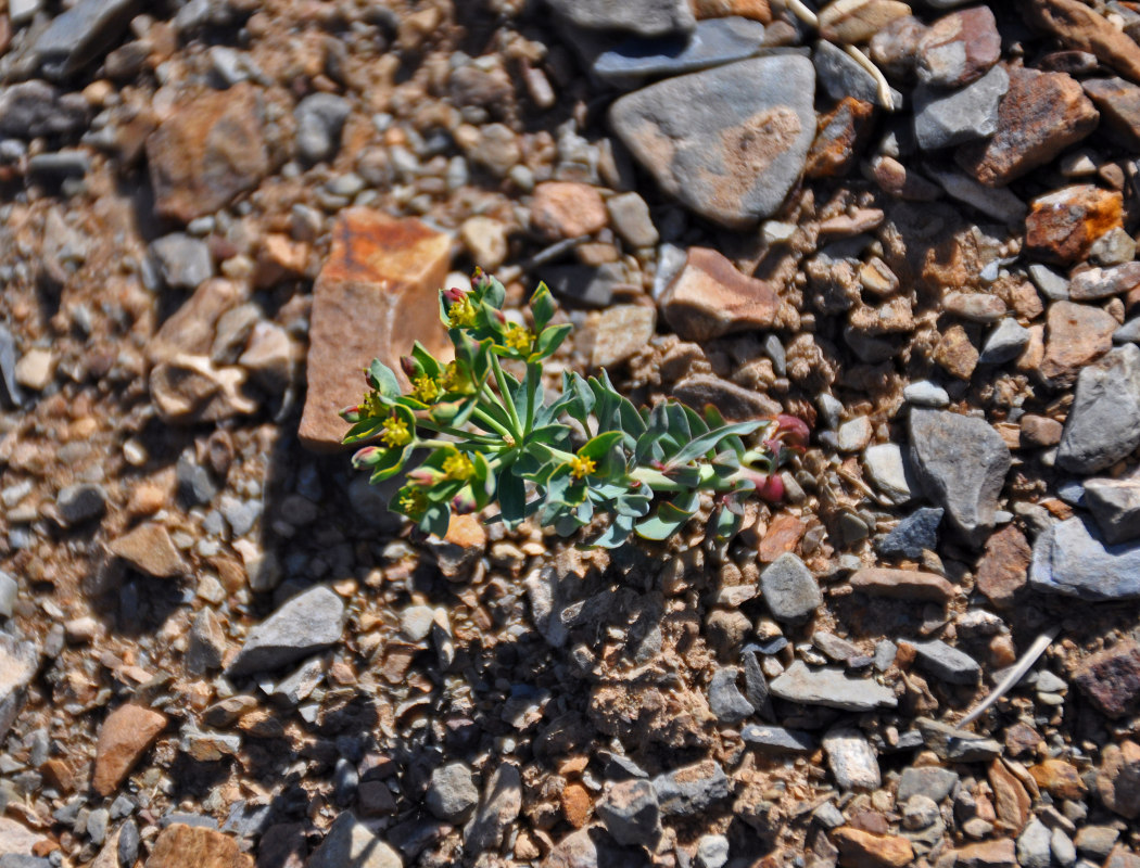 Изображение особи Euphorbia tshuiensis.