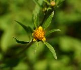 Bidens frondosa