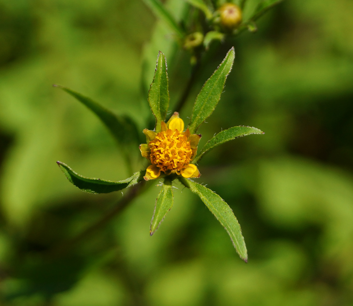 Image of Bidens frondosa specimen.