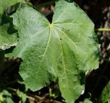 Alcea rosea. Лист. Восточный Казахстан, г. Усть-Каменогорск, правый берег р. Иртыш, обочина грунтовой дороги, самосев. 04.07.2017.