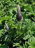 Pedicularis atropurpurea