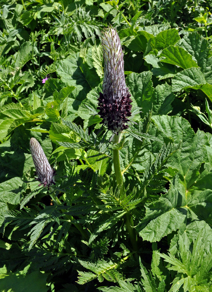 Image of Pedicularis atropurpurea specimen.