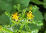 Sigesbeckia orientalis