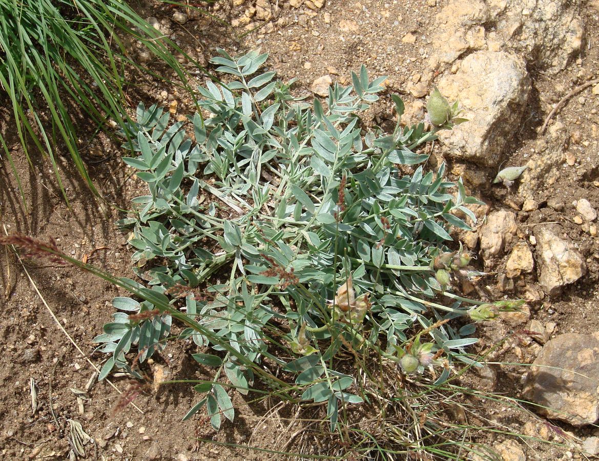 Image of Oxytropis peschkovae specimen.