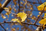 Ginkgo biloba. Часть ветви с листьями в осенней окраске. Краснодарский край, г. Сочи, Центральный р-н, в культуре. 18.11.2017.