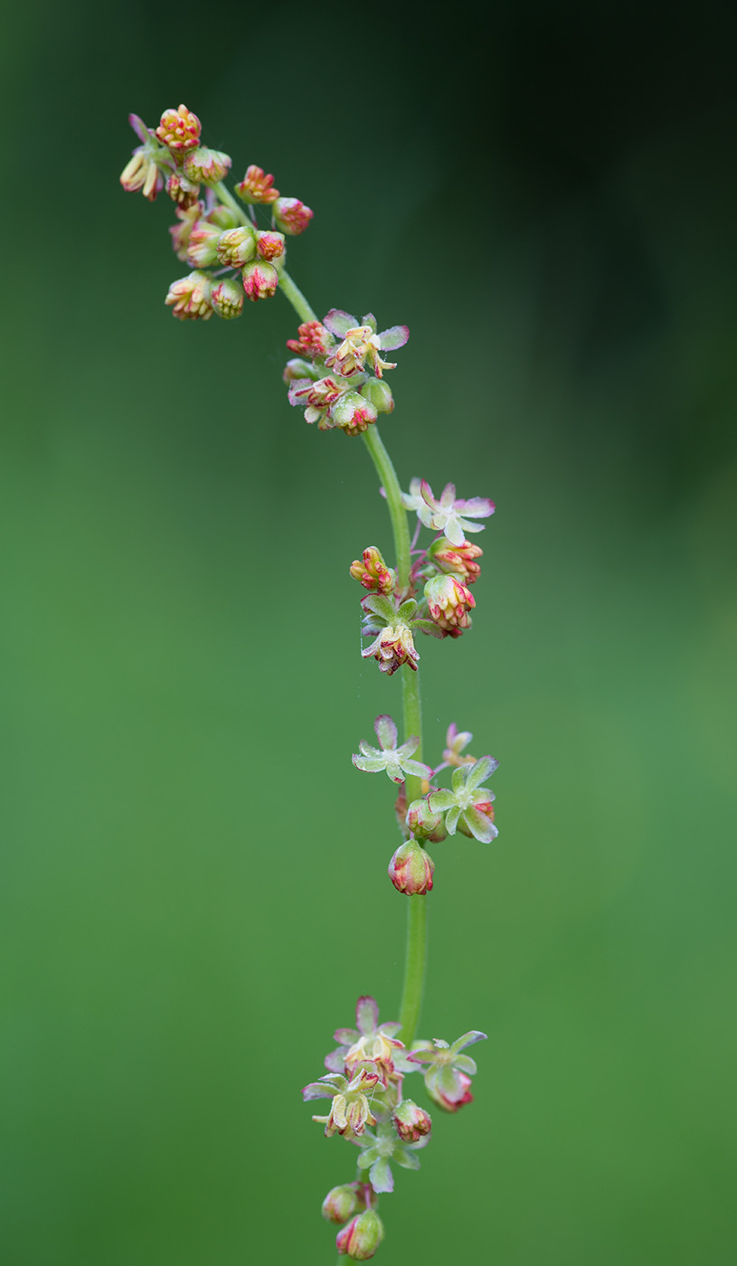 Image of Rumex acetosa specimen.