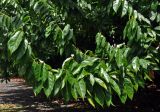Baphia nitida. Ветвь цветущего дерева. Малайзия, о-в Калимантан, г. Кучинг, в культуре. 12.05.2017.