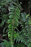 Nephrolepis davallioides. Вайя. Малайзия, Камеронское нагорье, ≈ 1500 м н.у.м., влажный тропический лес. 03.05.2017.