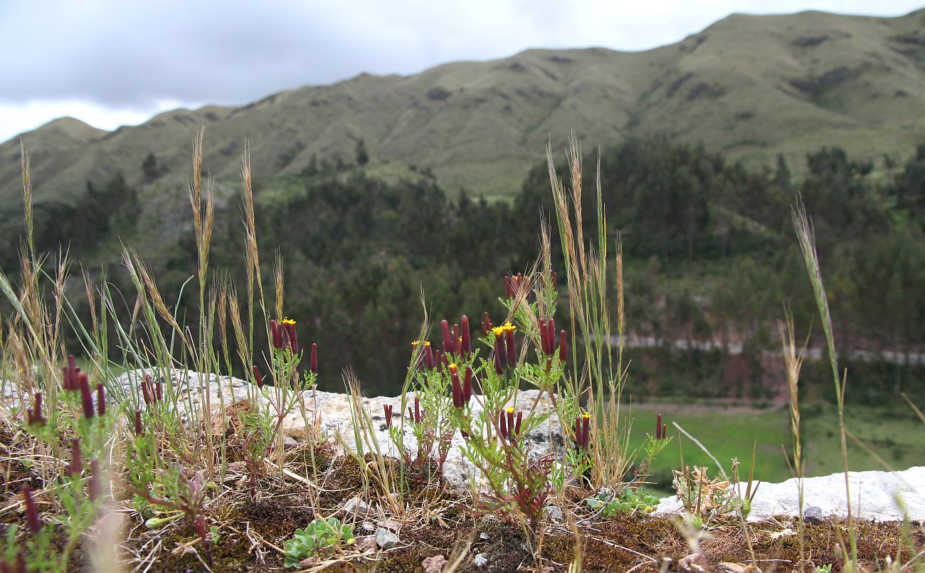 Изображение особи Tagetes multiflora.